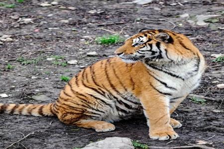 东北虎和平精英辅助苹果(和平精英辅助 苹果专用) 东北虎和平精英辅助苹果(和平精英辅助 苹果专用)